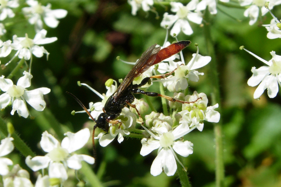 Ichneumonidae indet